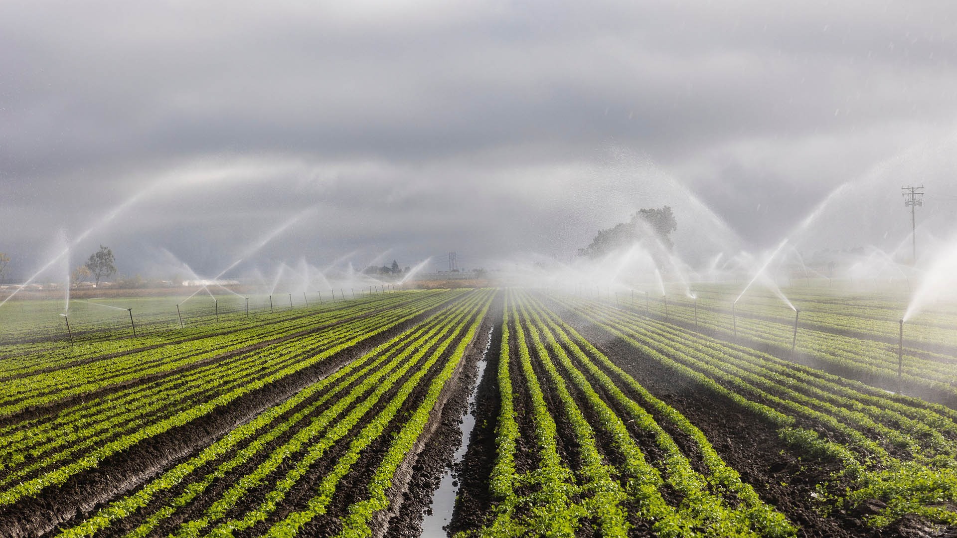 Agricultural sector